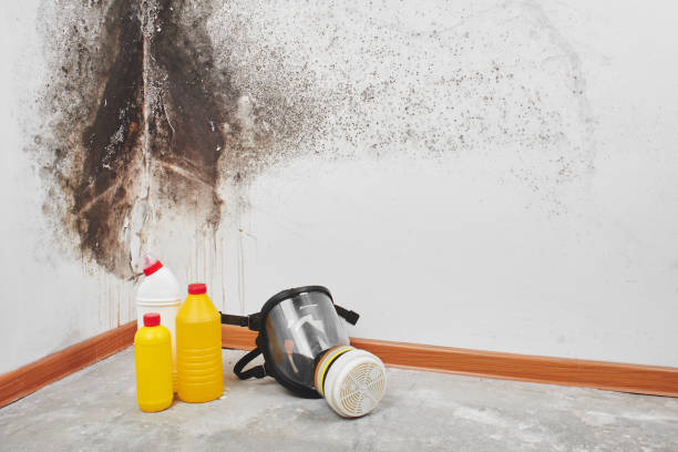 Best Same-Day Mold Removal  in Weed, CA