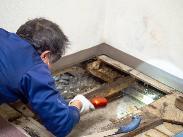 Best Mold Cleaning Services  in Weed, CA