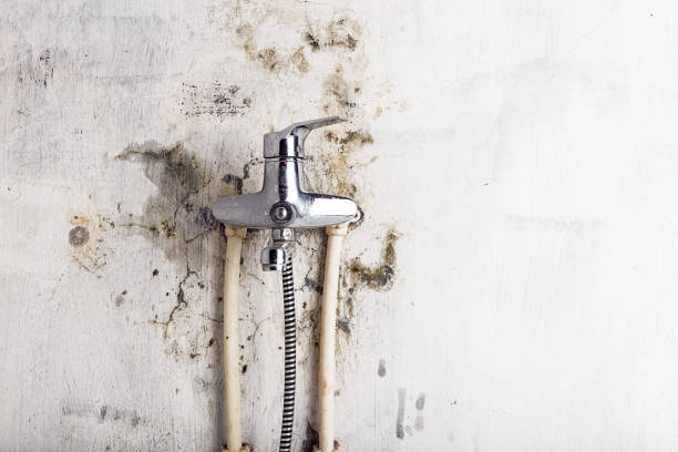 Best Mold Removal Near Me  in Weed, CA