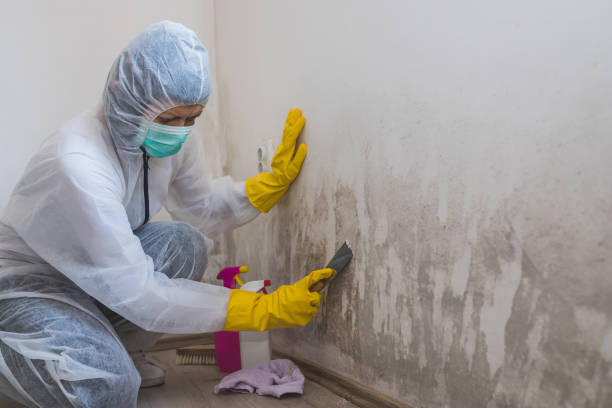 Best Mold Damage Repair  in Weed, CA