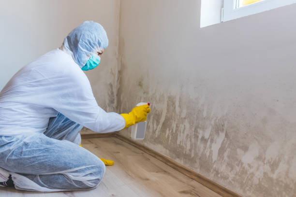 Best Black Mold Removal  in Weed, CA
