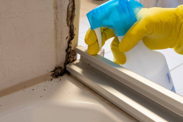 Best Home Mold Removal  in Weed, CA