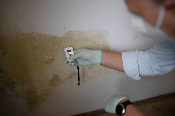 Best Commercial Mold Removal  in Weed, CA