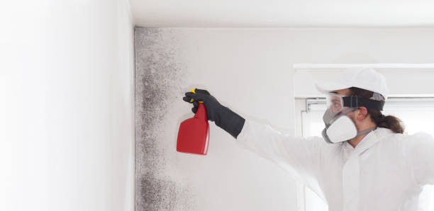 Best Residential Mold Removal  in Weed, CA