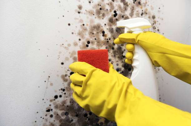 Best Professional Mold Removal  in Weed, CA