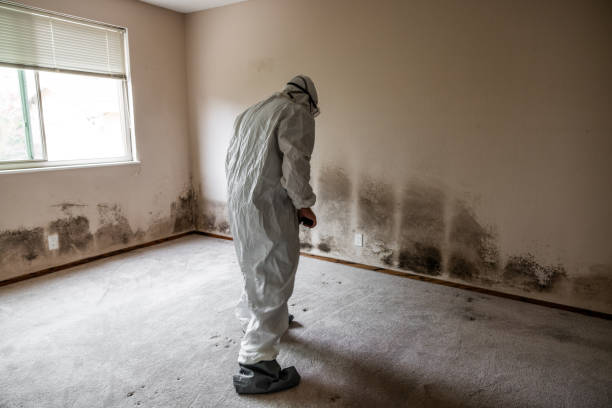 Mold Testing and Removal in Weed, CA