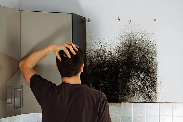 Best Mold Removal Company Near Me  in Weed, CA