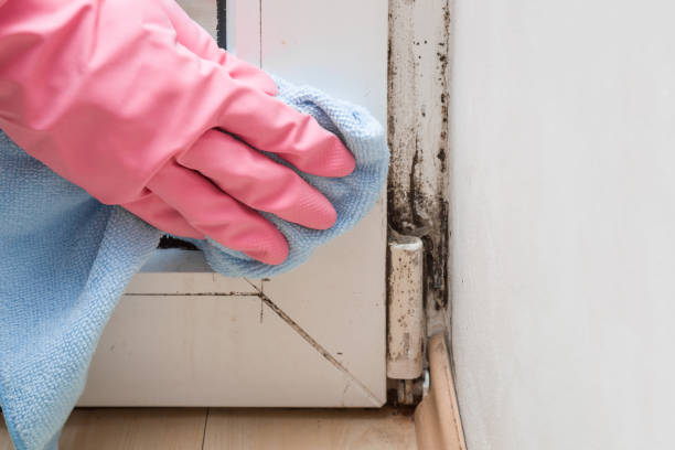 Best Certified Mold Removal  in Weed, CA