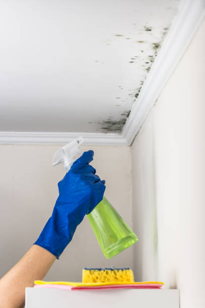 Best Office Mold Removal Services  in Weed, CA